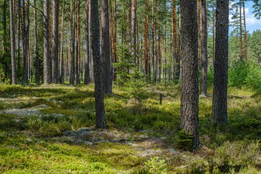 ağaç gövdeleri ile çam ağacı orman