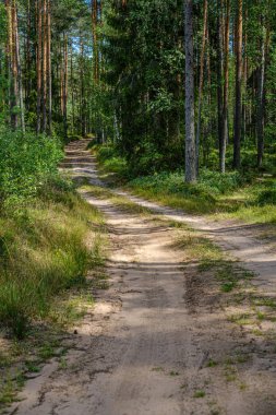 ağaç gövdeleri ve çakıl yol ile çam ağacı orman