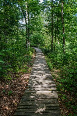 ormanda küçük nehir yakınındaki ormanda doğal turist izi