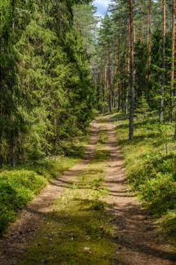 ağaç gövdeleri ve çakıl yol ile çam ağacı orman