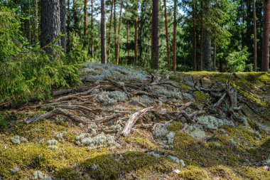ormanda kuru eski ağaç gövdeleri