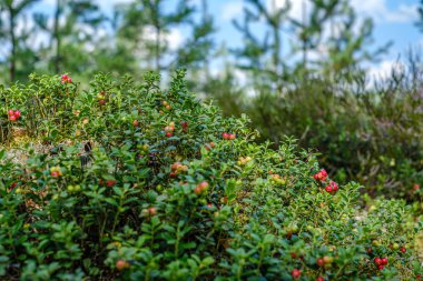 kuru ağacın yakınındaki ormanda yeşil yosun üzerinde lingonberries kızılcık 