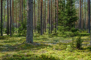 ağaç gövdeleri ile çam ağacı orman