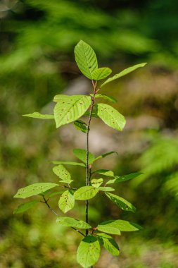 orman doğal ortamda bulanıklık arka plan ile yeşil yapraklar