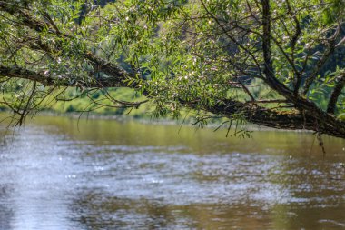 yaz aylarında nehir yakınındaki ormanda rekreasyon alanı