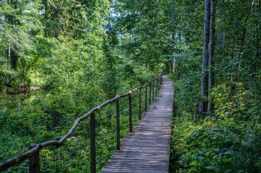 Ormanda merdivenleri olan eski tahta köprü.