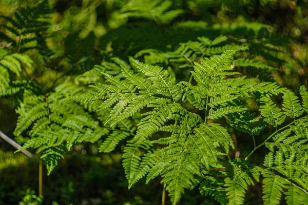 Hojas de helecho verde en el bosque soleado —  Fotos de Stock