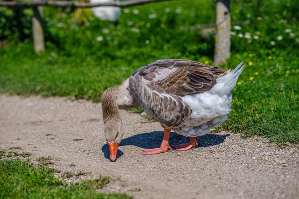 Ganso de campo y patos caminando en el jardín — Foto de Stock