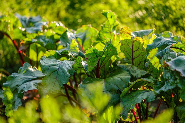 Ökogarten, Landgarten mit Gemüse, Zwiebeln, Kartoffeln und — Stockfoto