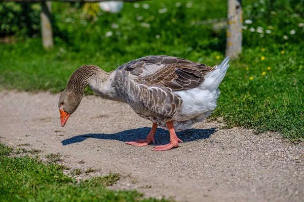 Landgänse und Enten spazieren im Garten — Stockfoto