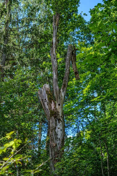 Купа старих сухих дерев'яних колод і гілок в зеленому лісі — стокове фото