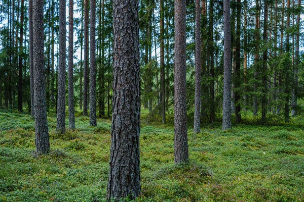 Bosque de pinos con troncos de árboles — Foto de Stock