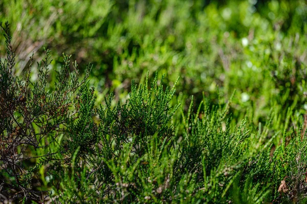 Hierba y textura de la hoja en la naturaleza verde de verano — Foto de Stock