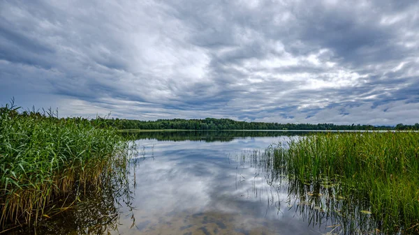 Forest lake in summer — Stock Photo, Image