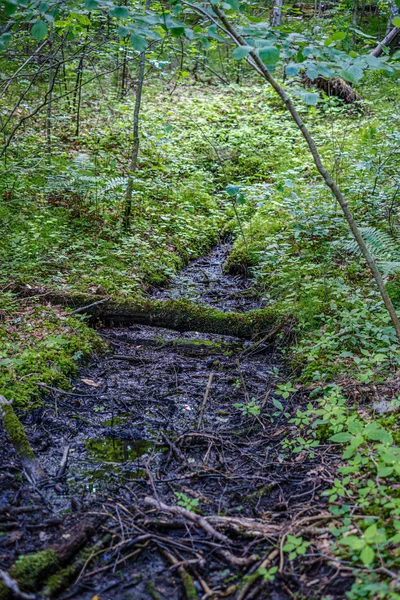 Кучка старых сухих деревянных бревен и ветвей в зеленом лесу — стоковое фото