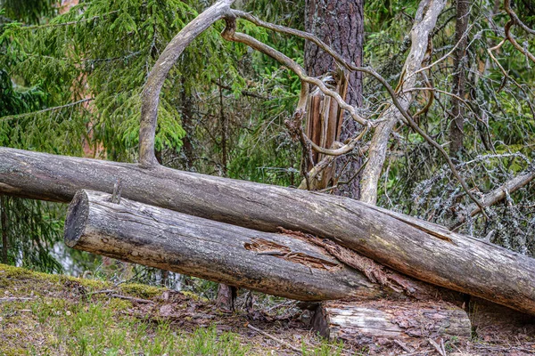 Montón de troncos y ramas de madera seca en el bosque verde — Foto de Stock
