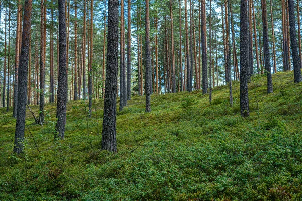 ağaç gövdeleri ile çam ağacı orman