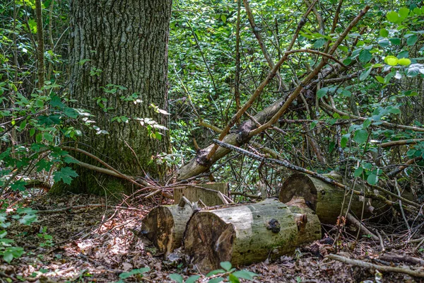 Montón de troncos y ramas de madera seca en el bosque verde — Foto de Stock