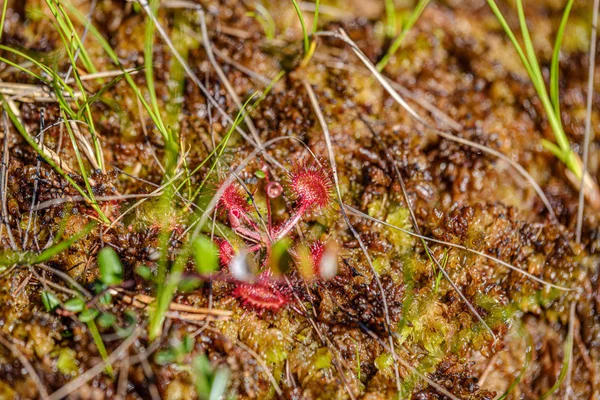 Græs og blade tekstur i sommergrøn natur - Stock-foto