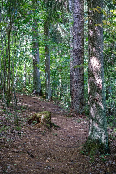 Mur de tronc d'arbre dans la forêt verte en été — Photo