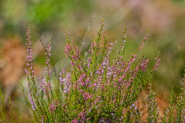 Brezo joven y fresco floreciendo en el bosque — Foto de Stock