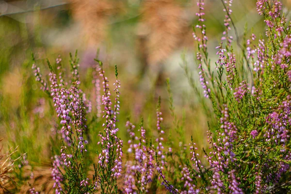 ormanda açan taze genç fundalık