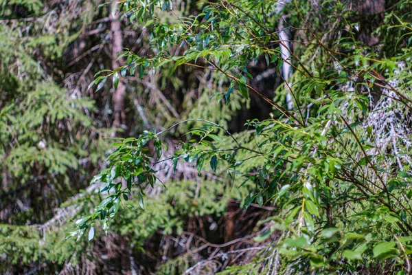 Fogliame verde con sfondo sfocato in ambiente naturale foresta — Foto Stock