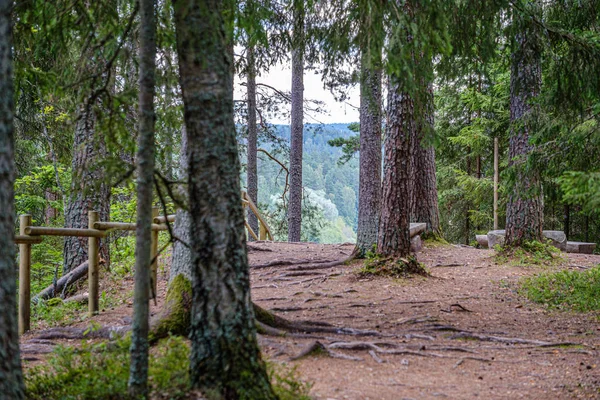Dinding batang pohon di hutan hijau di musim panas — Stok Foto