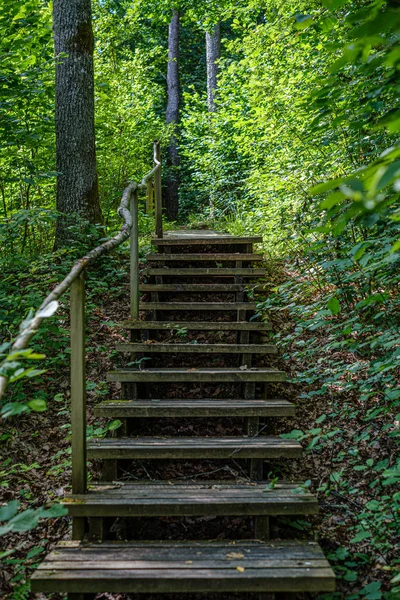 Old kayu jembatan papan dengan tangga di hutan — Stok Foto