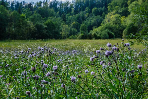 Lesní a pastviny v letní modré obloze nad — Stock fotografie