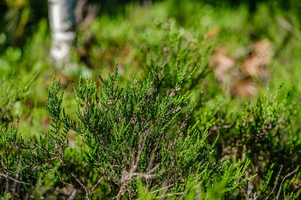 Textura de grama e folha no verão natureza verde — Fotografia de Stock