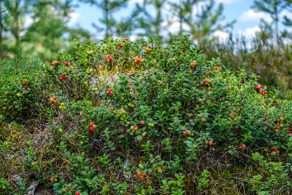 Mirtilli rossi di mirtilli rossi su muschio verde nella foresta vicino all'albero secco — Foto Stock