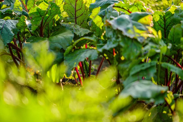 Jardinería ecológica, jardín campestre con verduras, cebolla, patatas y —  Fotos de Stock