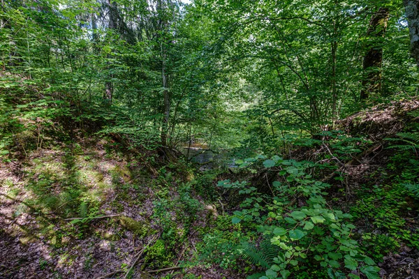 Sentier touristique naturel en forêt près d'une petite rivière dans les bois — Photo