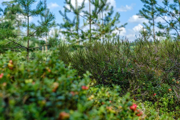 Brusinky na zeleném mechu v lese nedaleko suchého stromu — Stock fotografie