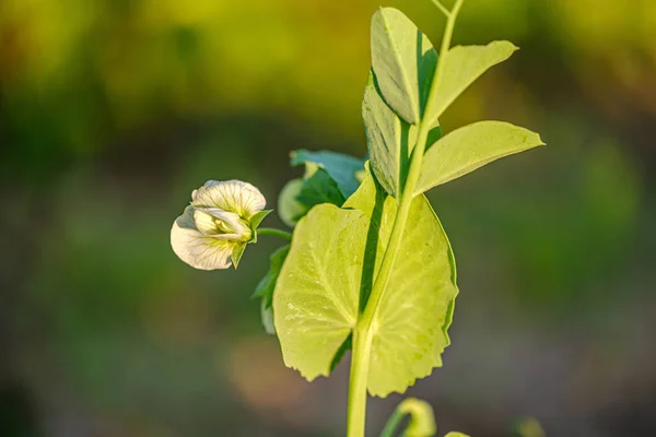 Jardinagem eco, jardim do país com legumes, cebola, potatos e — Fotografia de Stock