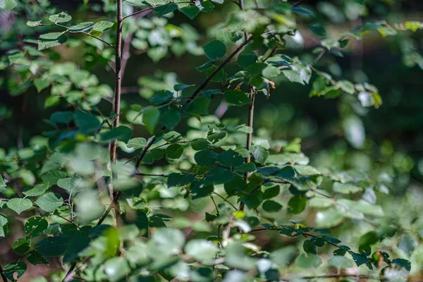 Textura de grama e folha no verão natureza verde — Fotografia de Stock