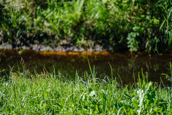 Trawa i liść tekstury w lecie Zielona natura — Zdjęcie stockowe