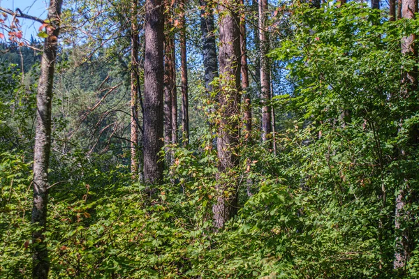 Сосновый лес с стволами деревьев — стоковое фото