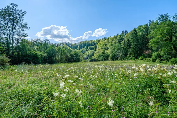 Bos en weide landschap in de zomer blauwe hemel boven — Stockfoto