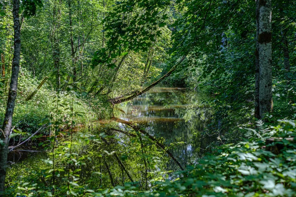 Природная туристическая тропа в лесу рядом с небольшой рекой в лесу — стоковое фото