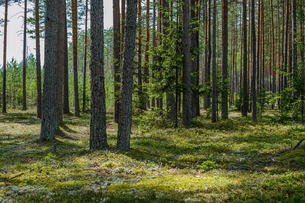 Pineta con tronchi d'albero — Foto Stock