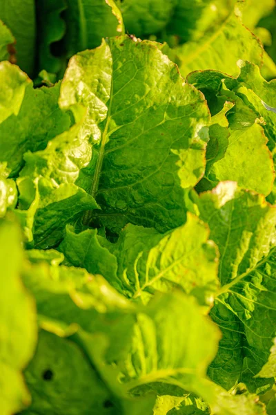 Eco tuinieren, land tuin met groenten, ui, aardappelen an — Stockfoto