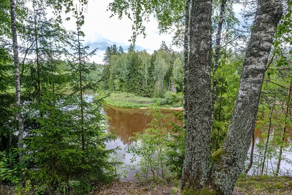 Floden Gauja i Lettland, se genom träden på sommaren — Stockfoto