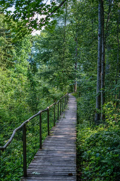 Pasarela de madera vieja con escaleras en el bosque — Foto de Stock