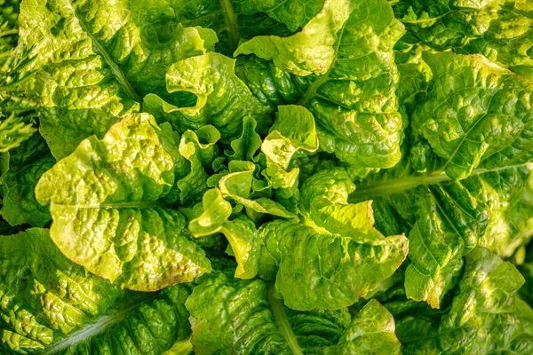 Ökogarten, Landgarten mit Gemüse, Zwiebeln, Kartoffeln und — Stockfoto