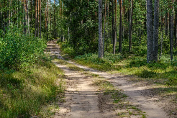 Pine tree forest with tree trunks and gravel road — Stock Photo, Image