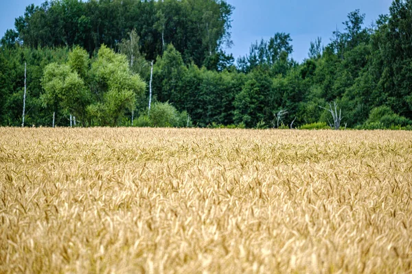 Eko bahçe, sebze, soğan, patates ile ülke bahçe bir — Stok fotoğraf