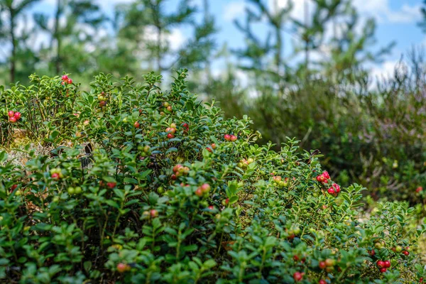 Брусника клюква на зеленом мху в лесу рядом с сухим деревом — стоковое фото