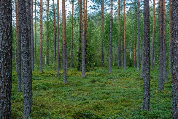 Pine tree forest with tree trunks — Stock Photo, Image